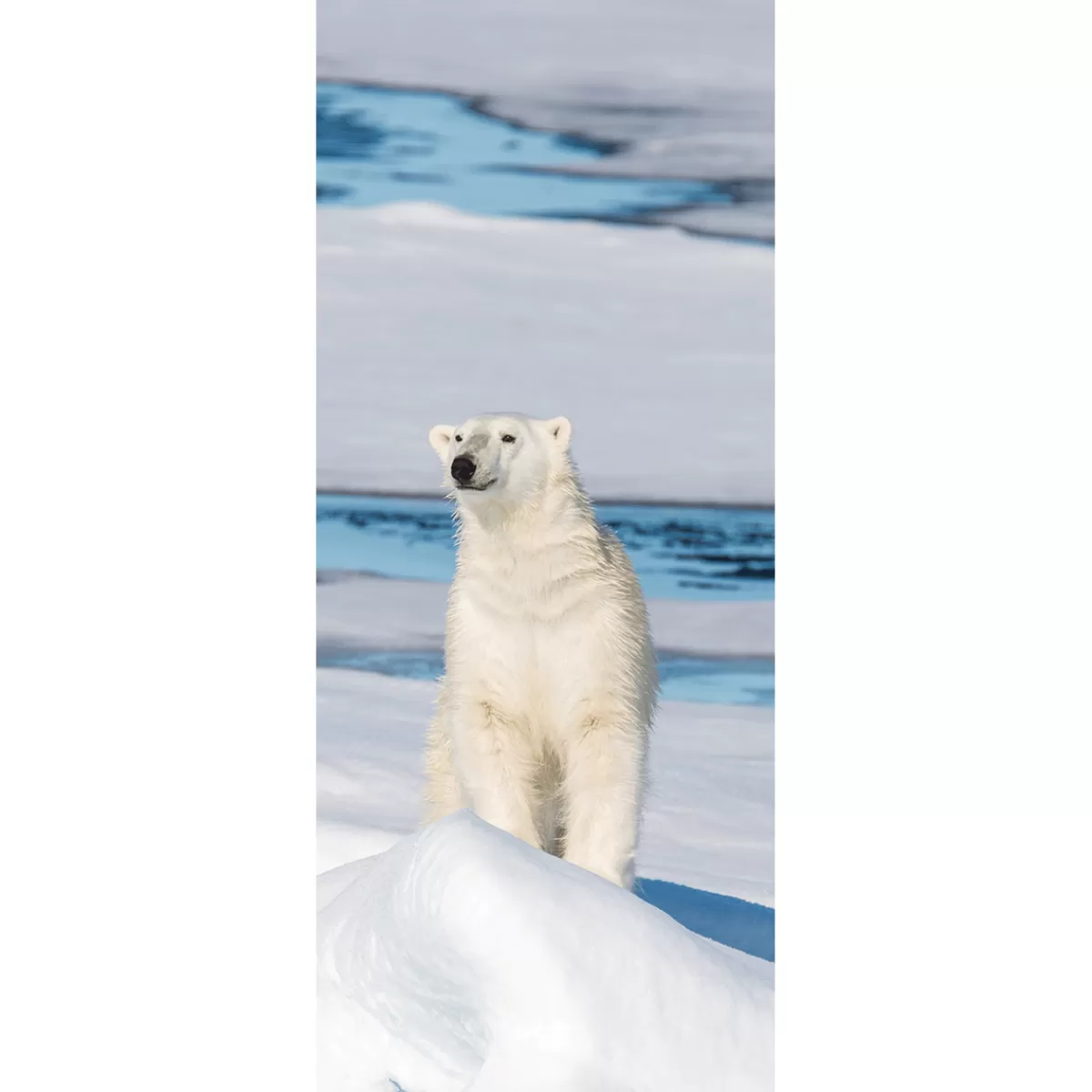 Cheap DecoWoerner Schwer Entflammbarer Stoffbanner "Eisbär" Aus Fahnenstoff 75 X 180 Cm weiß