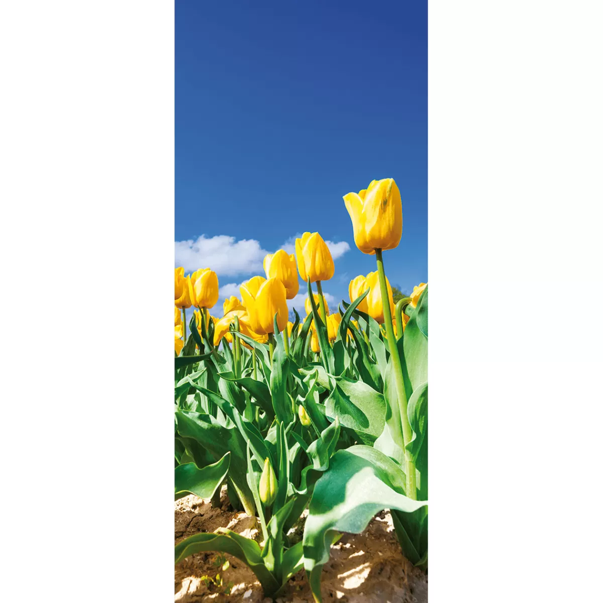 Outlet DecoWoerner Schwer Entflammbarer Stoffbanner es Tulpenfeld Aus Fahnenstoff 75 X 180 Cm gelb