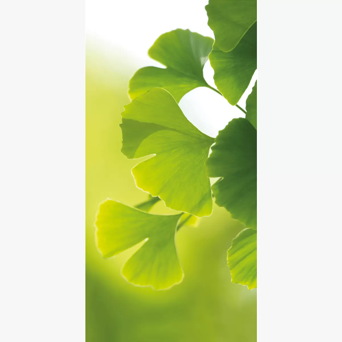 Flash Sale DecoWoerner Schwer Entflammbarer Stoffbanner "Ginkgo" Aus Fahnenstoff 100 X 200 Cm grün