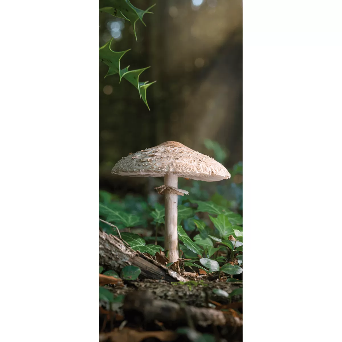 Shop DecoWoerner Schwer Entflammbarer Stoffbanner "Großer Pilz" Aus Fahnenstoff 75 X 180 Cm braun