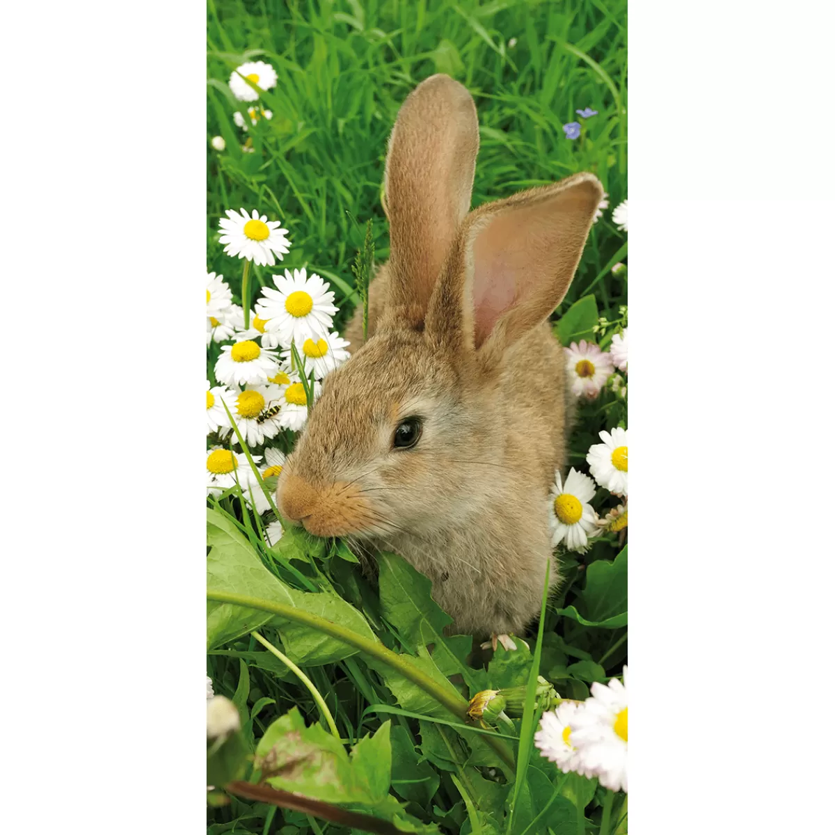 Best DecoWoerner Schwer Entflammbarer Stoffbanner „Hase Zwischen Gänseblümchen“ Aus Fahnenstoff 100 X 200 Cm braun