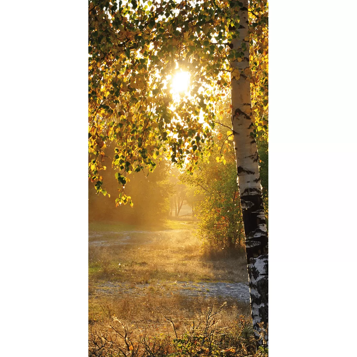 Online DecoWoerner Schwer Entflammbarer Stoffbanner "Herbstbirken" Aus Fahnenstoff 100 X 200 Cm gelb