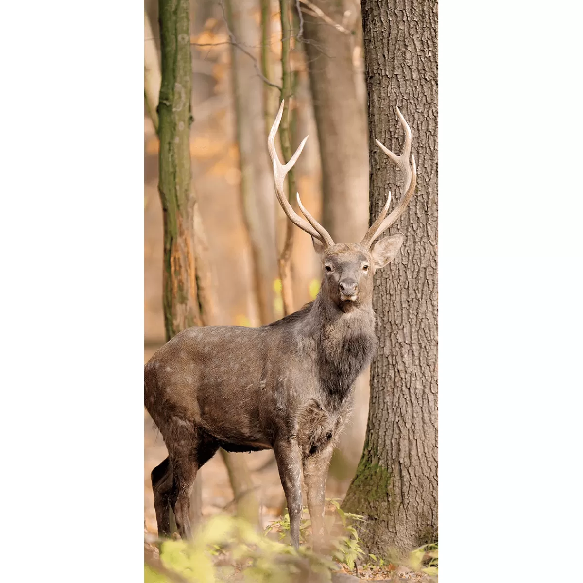 Flash Sale DecoWoerner Schwer Entflammbarer Stoffbanner "Hirsch Im Wald" Aus Fahnenstoff 100 X 200 Cm braun