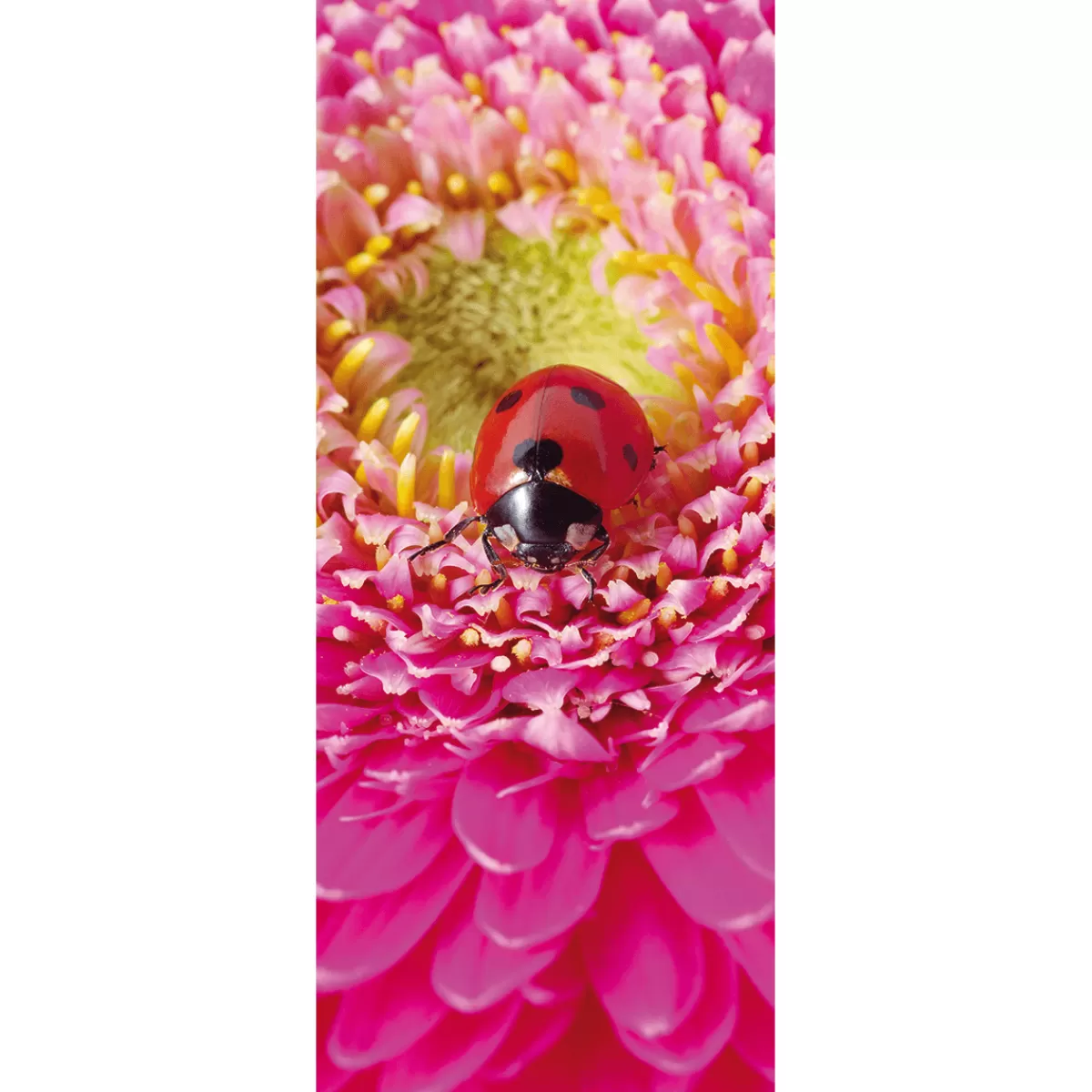 Best DecoWoerner Schwer Entflammbarer Stoffbanner „Marienkäfer Auf Pinker Blüte“ Aus Fahnenstoff 75 X 180 Cm rot