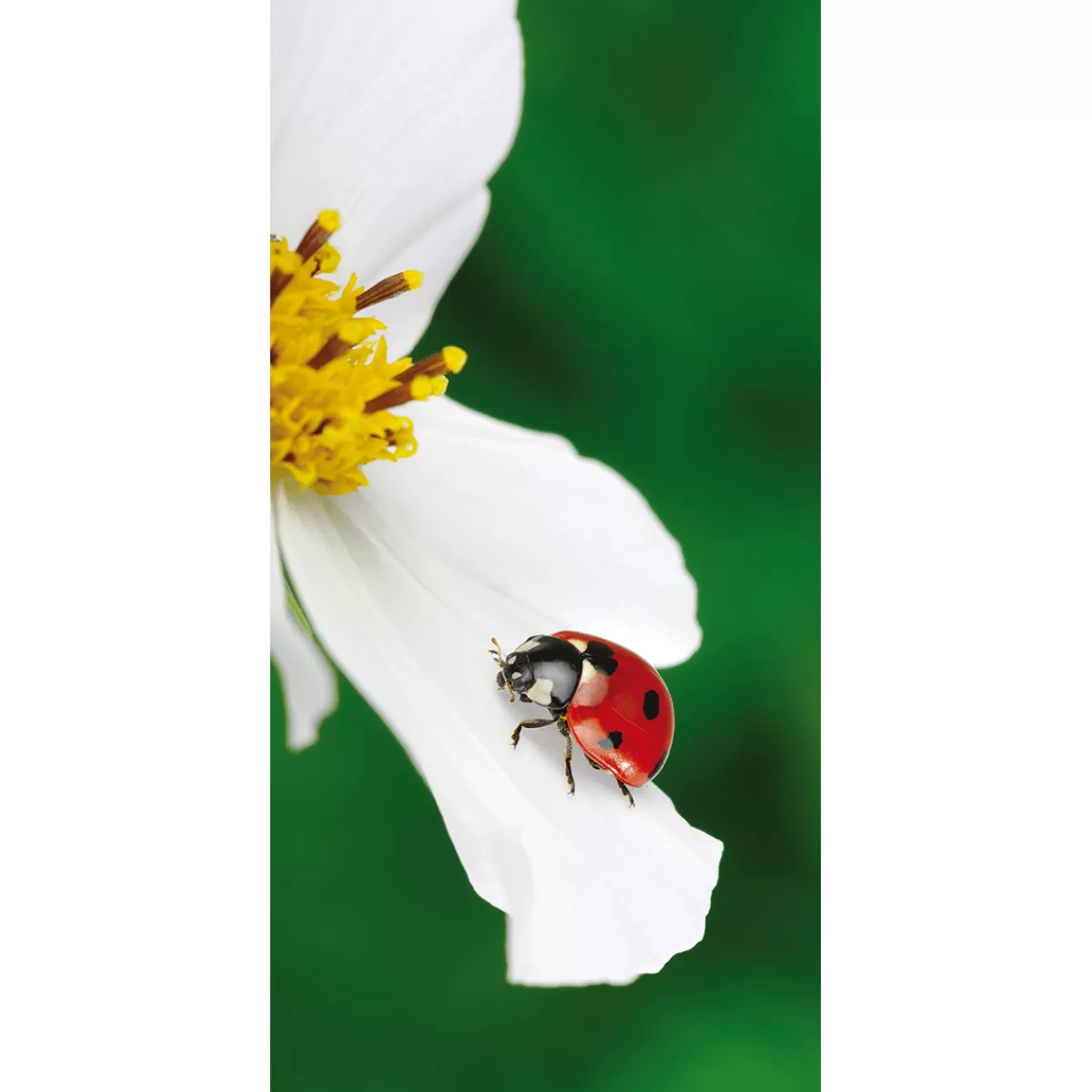 Sale DecoWoerner Schwer Entflammbarer Stoffbanner „Marienkäfer Auf Weißer Blüte“ Aus Fahnenstoff 100 X 200 Cm rot