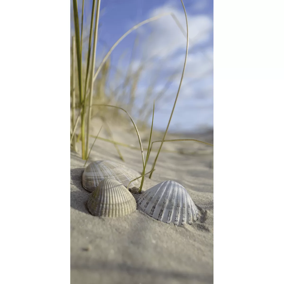 New DecoWoerner Schwer Entflammbarer Stoffbanner Muscheln Im Sand 100 X 200 Cm