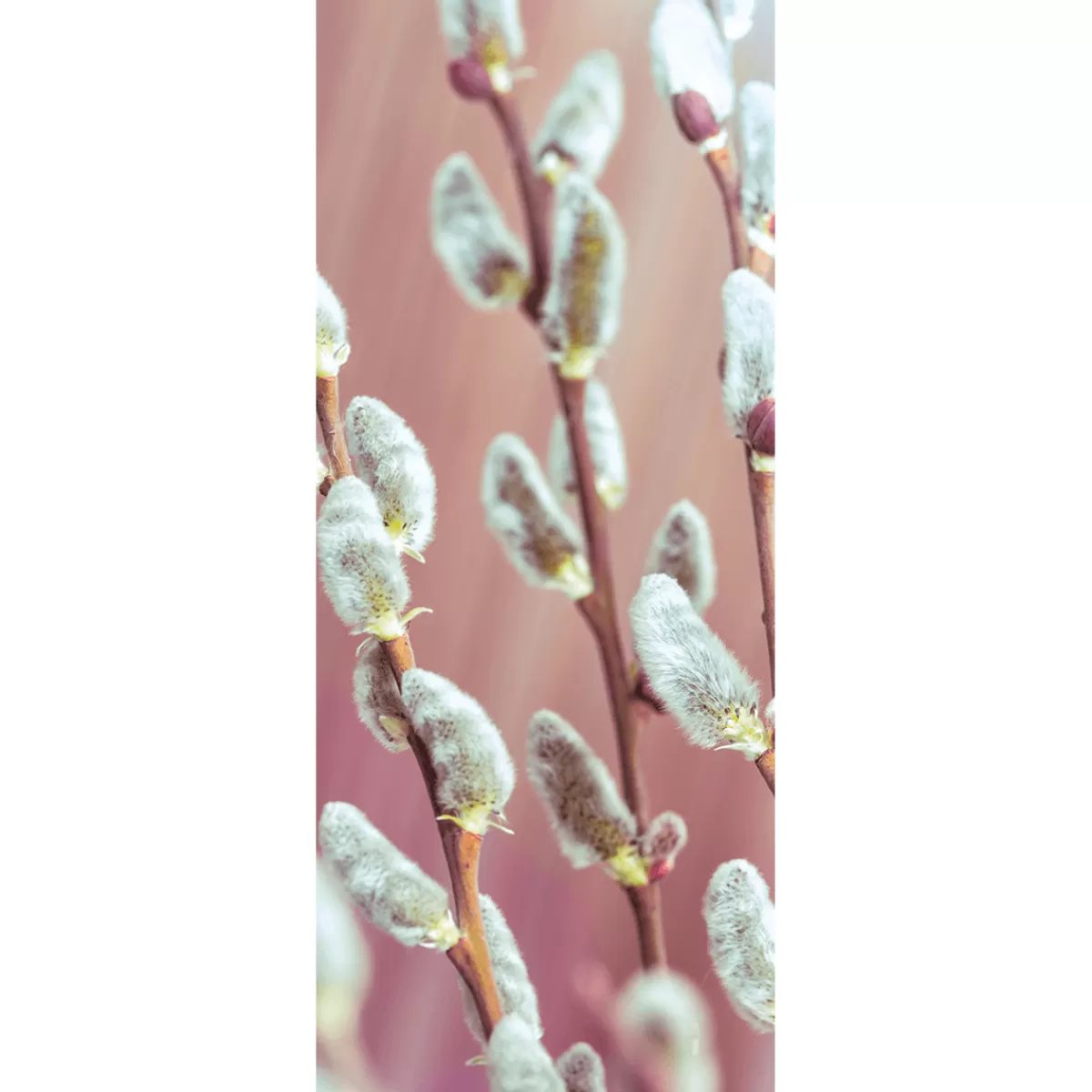 Clearance DecoWoerner Schwer Entflammbarer Stoffbanner Palmkätzchen Aus Fahnenstoff 75 X 180 Cm weiß