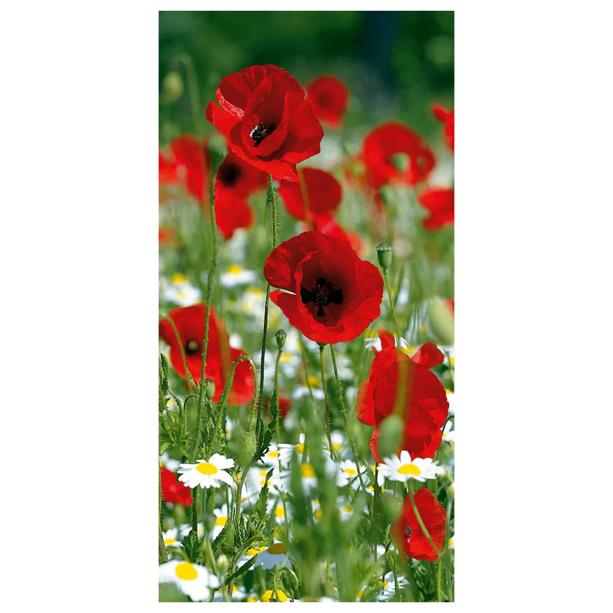 Store DecoWoerner Schwer Entflammbarer Stoffbanner "er Mohn" Aus Fahnenstoff 100 X 200 Cm rot