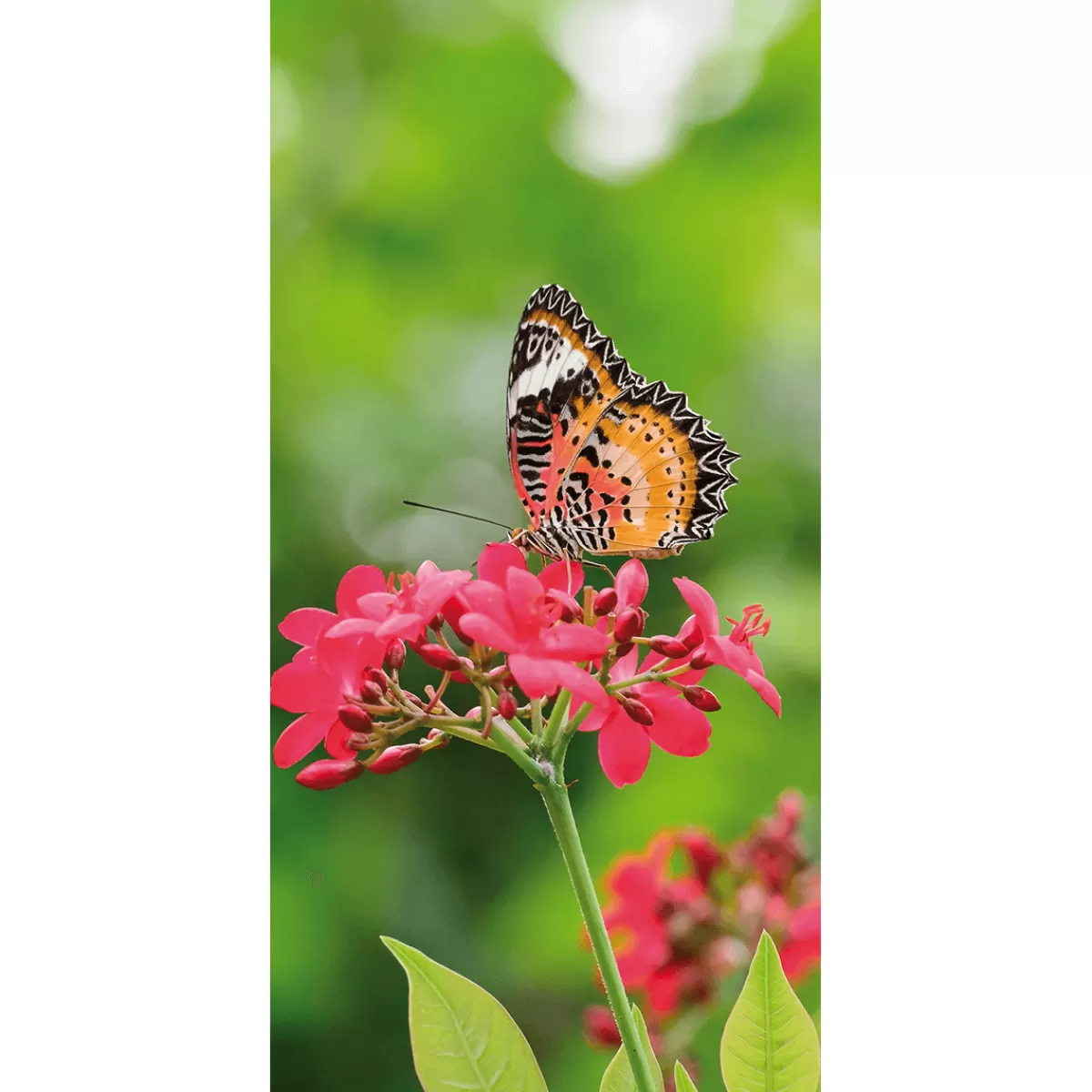 Fashion DecoWoerner Schwer Entflammbarer Stoffbanner „Schmetterling Auf er Blüte“ Aus Fahnenstoff 100 X 200 Cm rot