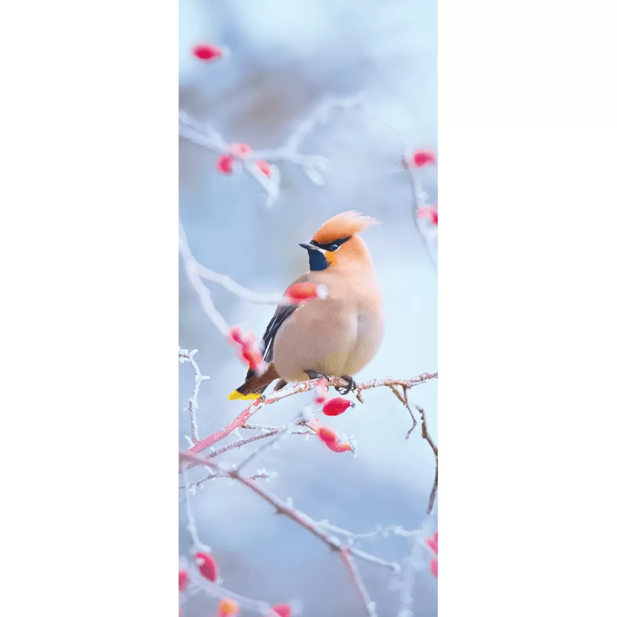 Cheap DecoWoerner Schwer Entflammbarer Stoffbanner "Seidenschwanz-Vogel In Hagebutte" Aus Fahnenstoff 75 X 180 Cm braun
