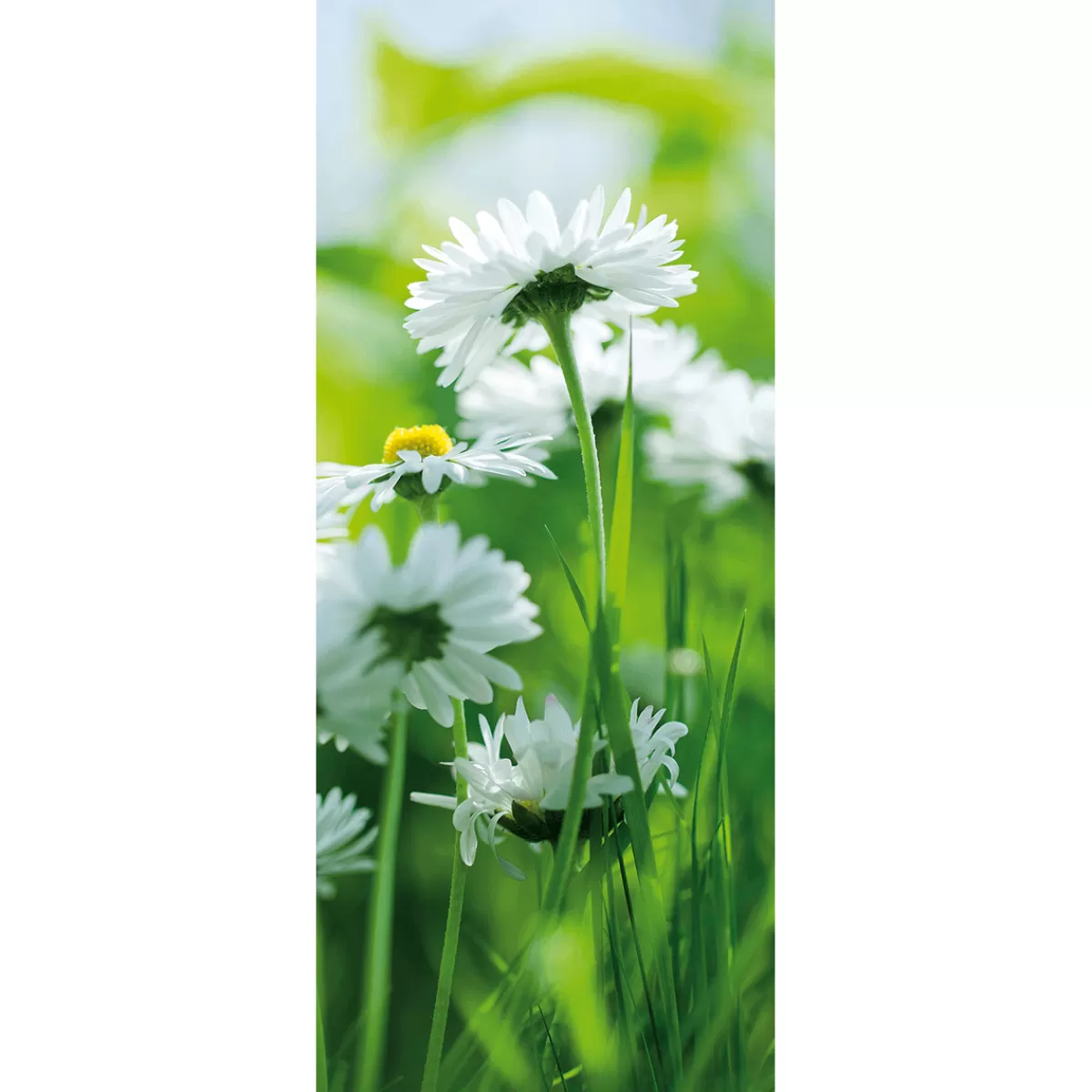 Sale DecoWoerner Schwer Entflammbarer Stoffbanner „e Gänseblümchen“ Aus Fahnenstoff 75 X 180 Cm weiß