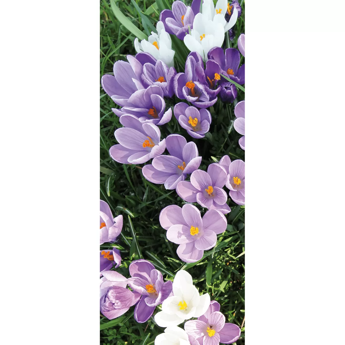 New DecoWoerner Schwer Entflammbarer Stoffbanner Weiße Und Lila Krokusse Aus Fahnenstoff 75 X 180 Cm violett