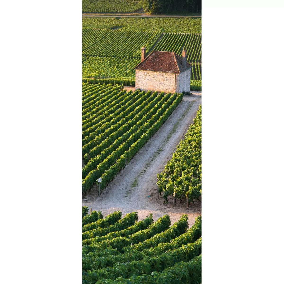 New DecoWoerner Schwer Entflammbarer Stoffbanner "Weingut" Aus Fahnenstoff 75 X 180 Cm grün