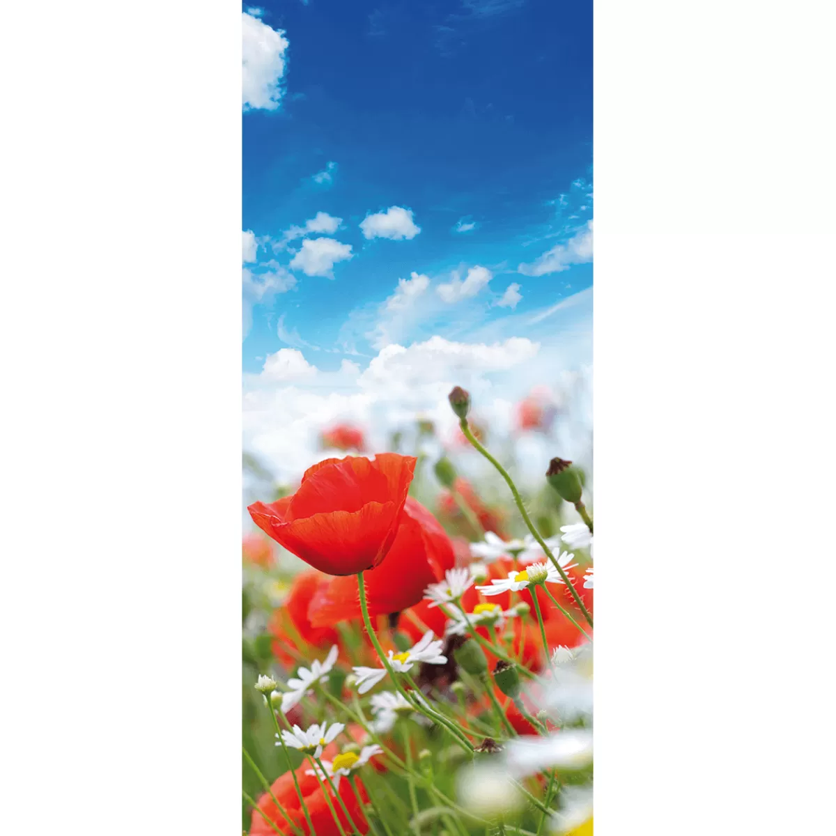 Hot DecoWoerner Schwer Entflammbarer Stoffbanner „Wiese Mit Mohnblumen Und Gänseblümchen“ Aus Fahnenstoff 75 X 180 Cm rot