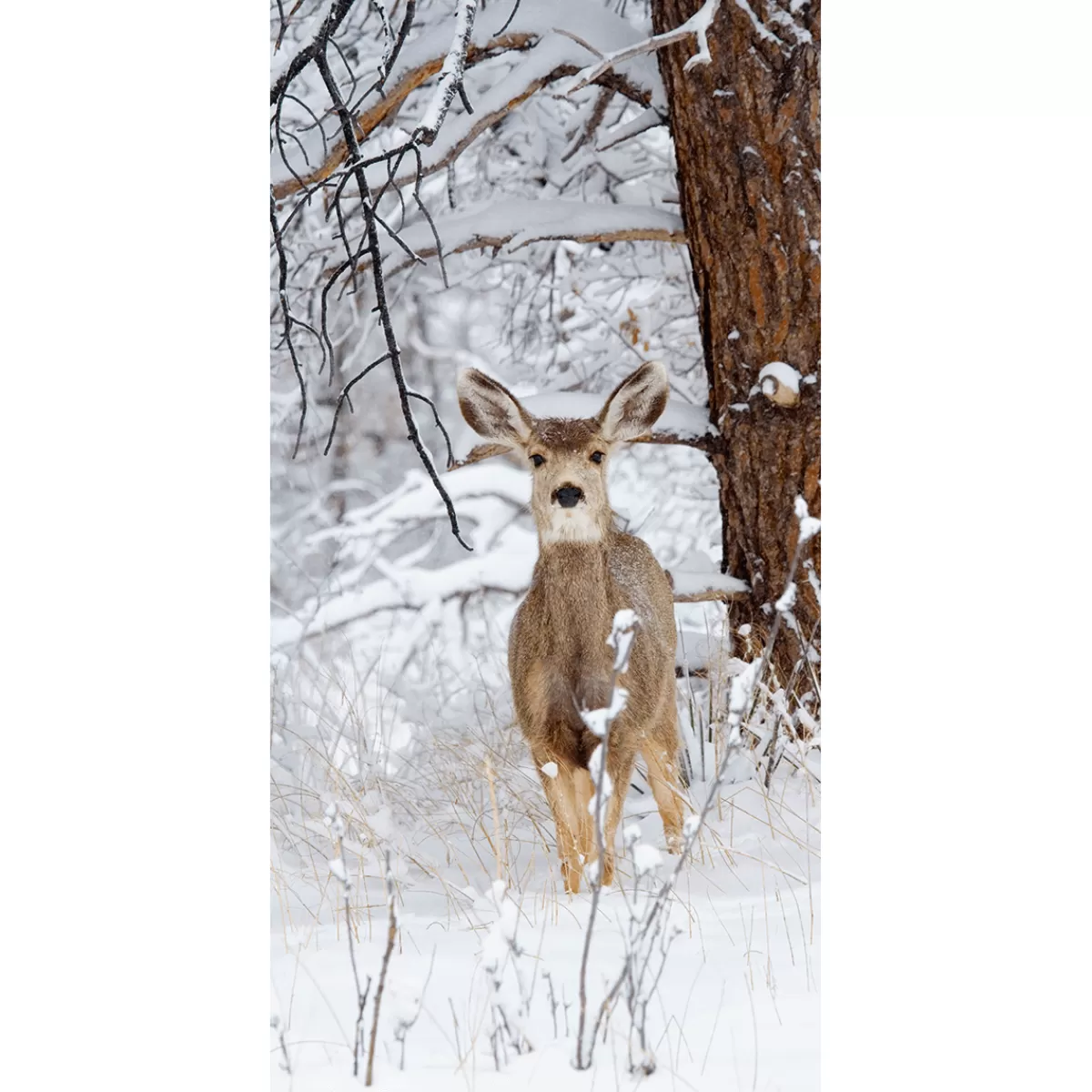New DecoWoerner Schwer Entflammbarer Stoffbanner "Winterreh" Aus Fahnenstoff 100 X 200 Cm weiß
