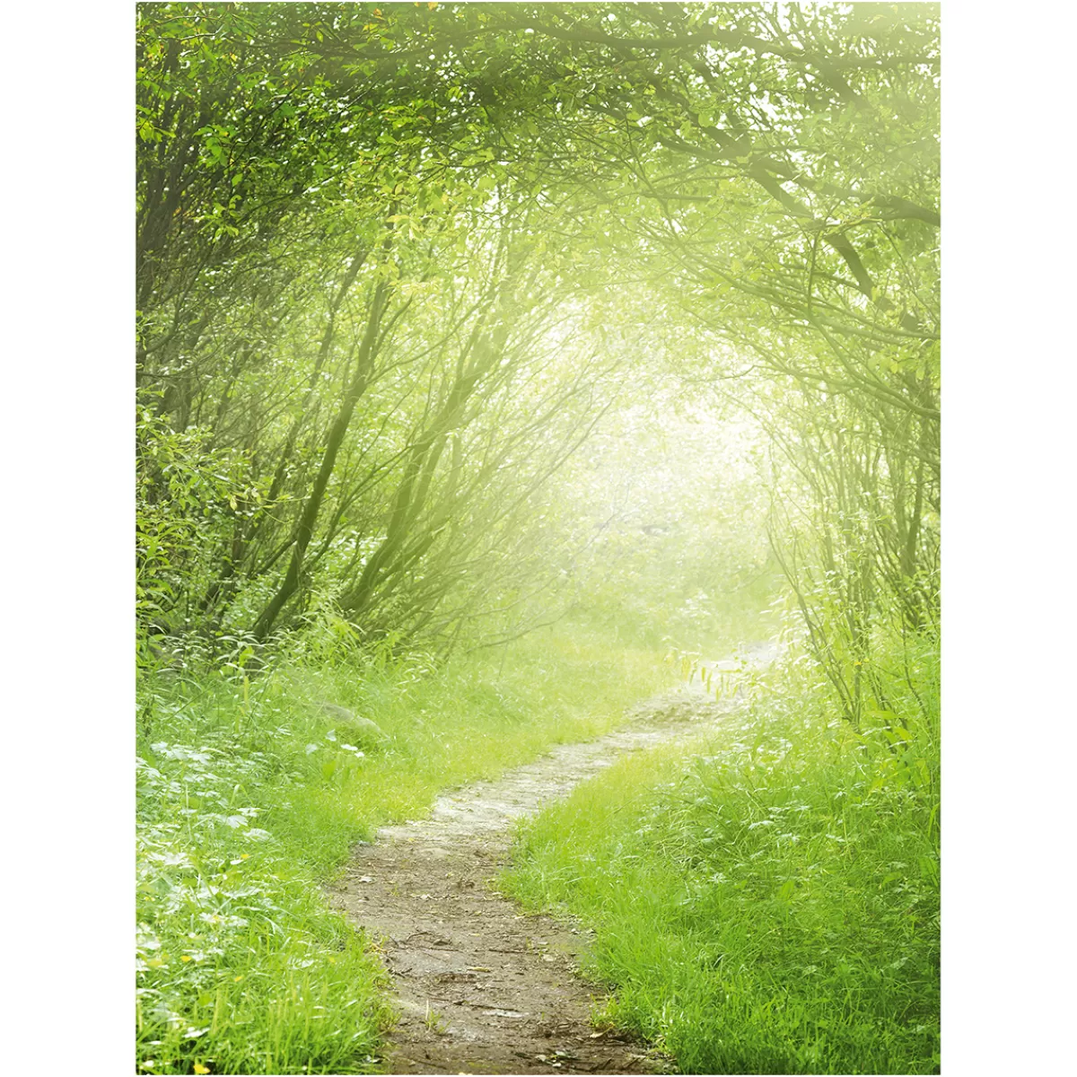 Hot DecoWoerner XL-Stoffbanner "Waldweg" Aus Schwer Entflammbarem Fahnenstoff 150 X 200 Cm grün