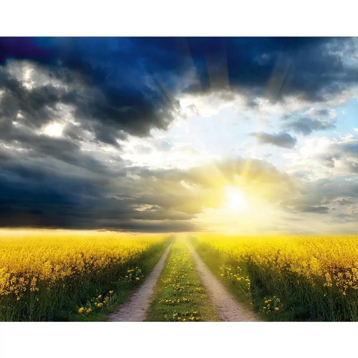 Best DecoWoerner XXL-Planenbanner "Rapsfeld" Aus Schwer Entflammbarer LKW-Plane 250 X 330 Cm